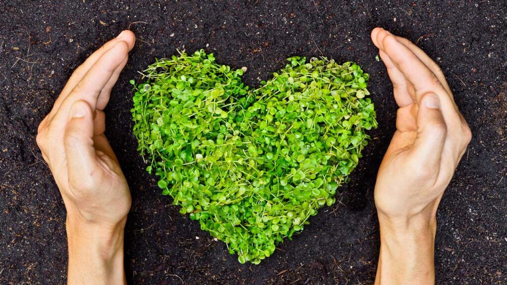 heart made of sprouts