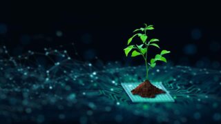 seedling