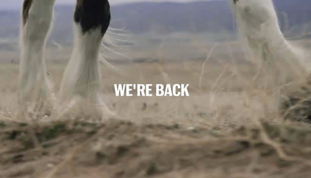 The Budweiser Clydesdales Head to Super Bowl LVI