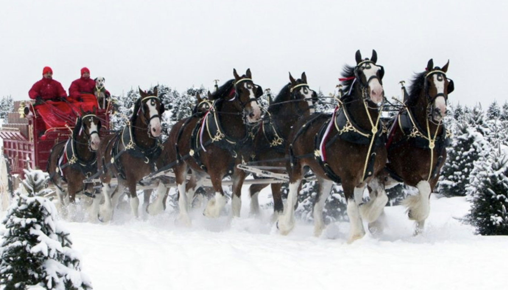 How the Clydesdales Became The Symbols of Budweiser