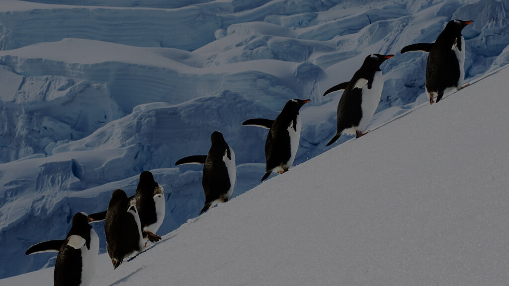 a group of penguins on a mission in antarctica