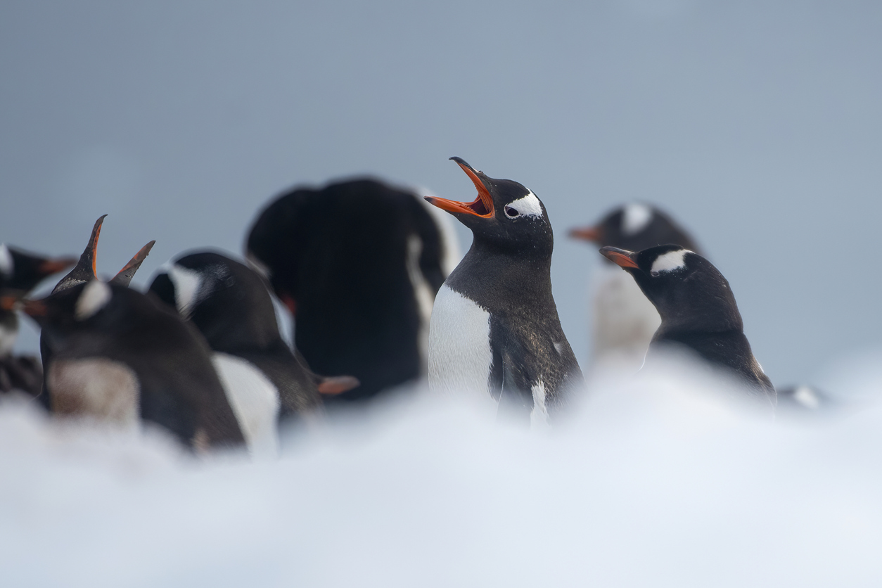 gentoo penguins colony (Pygoscelis papua) penguins singing with Antartic landscape Antarctica